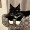 divineotis77